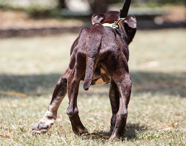 freddie suffers severe neglect before arriving at rspca